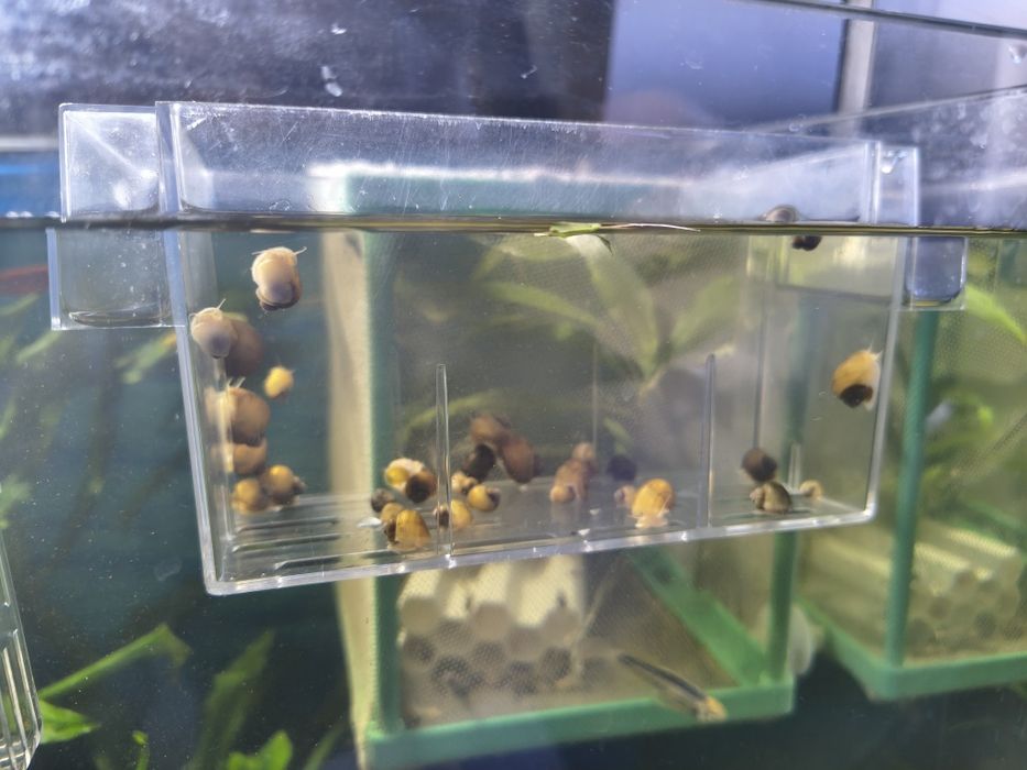 Ampularie, ślimak idealny na glony i resztki pokarmu.