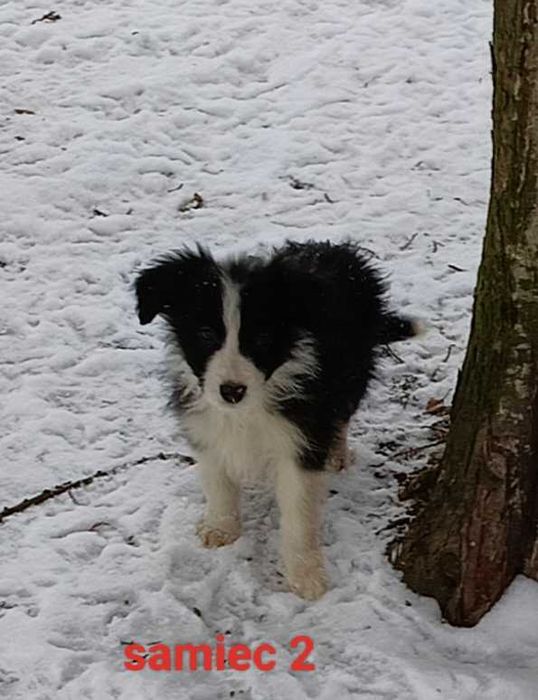 Border collie samiec