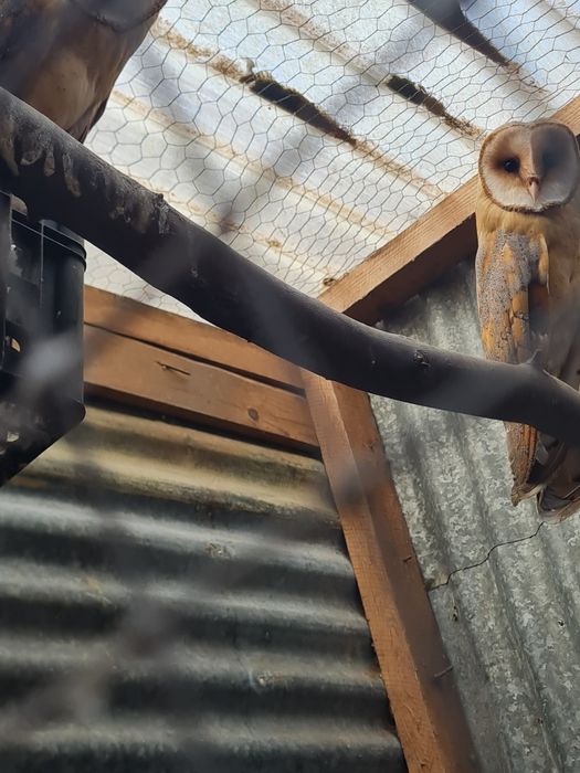 Aves disponíveis 2026