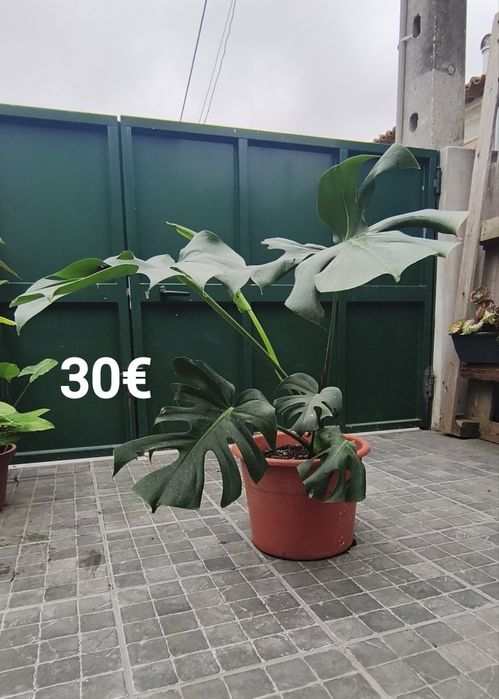Plantas e suculentas