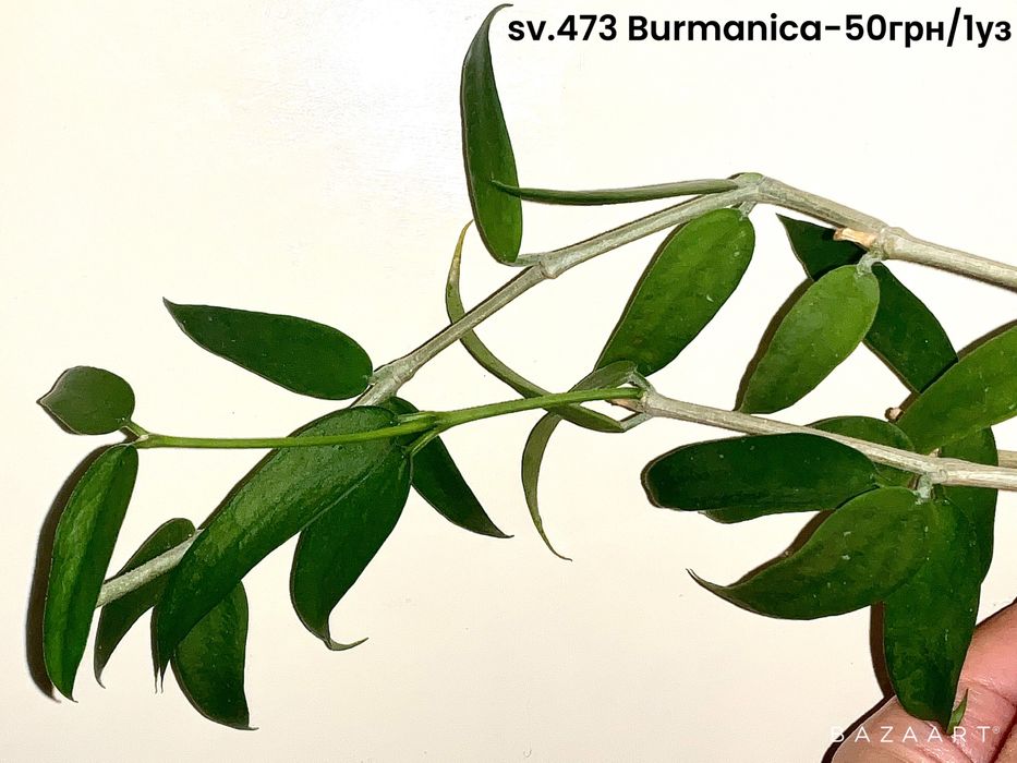 Хойя свежий срез сорта