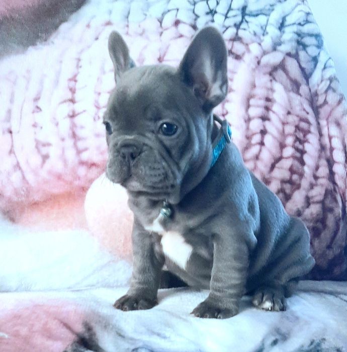 Buldog francuski sunia i piesek