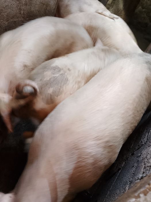 Vendo porcas boas para consumo ou parir