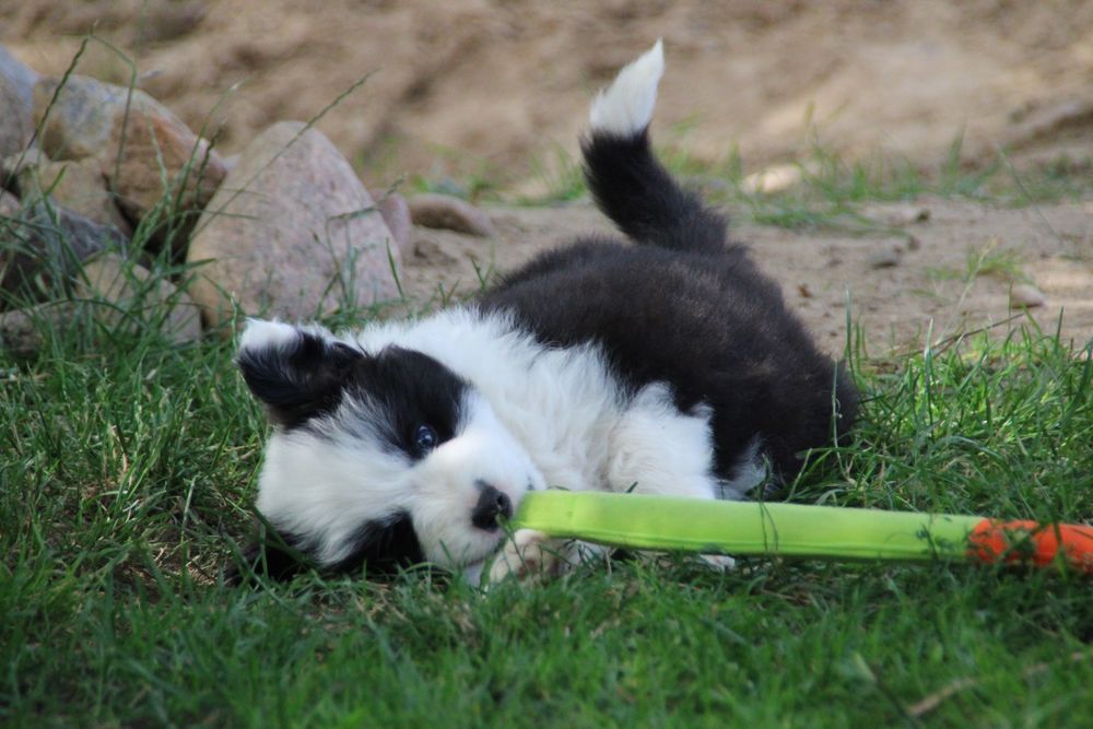 Chłopiec border collie