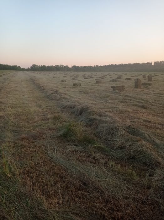 продам сіно лугове