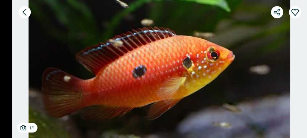 Czerwieniak kongijski