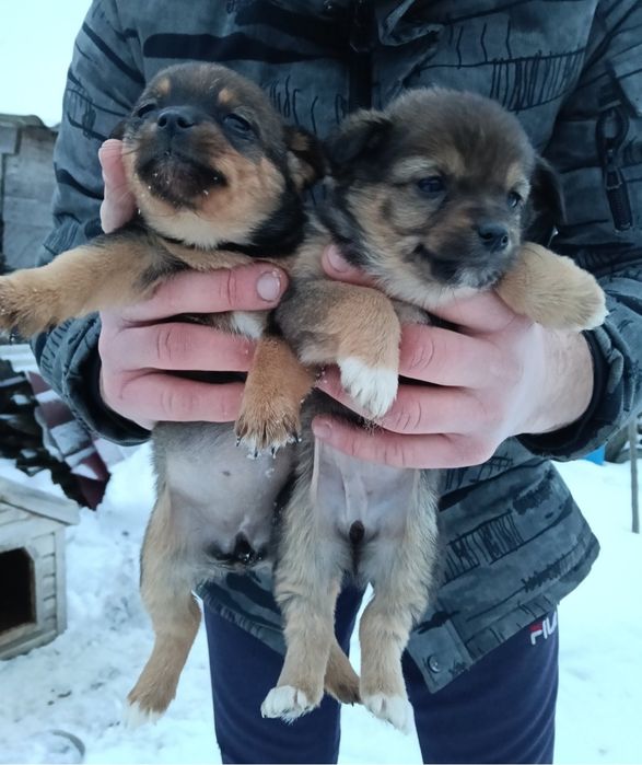 Віддамо собаченят в добрі руки