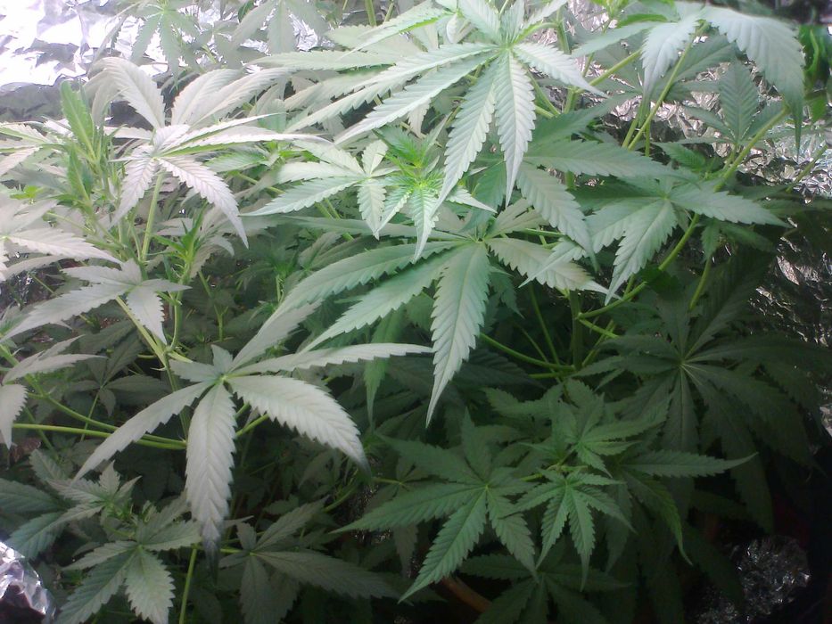 Marihuana Blue Monkey 15g Susz Roślinny THC CBC CBN CBG CBL Susz Konopny 15g Blue Monkey