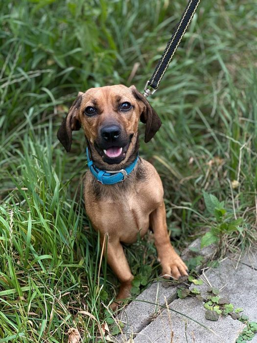 Собачка безкоштовно