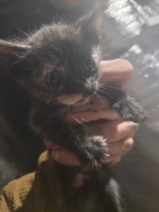 Віддамо кошенят в люблячу сім'ю