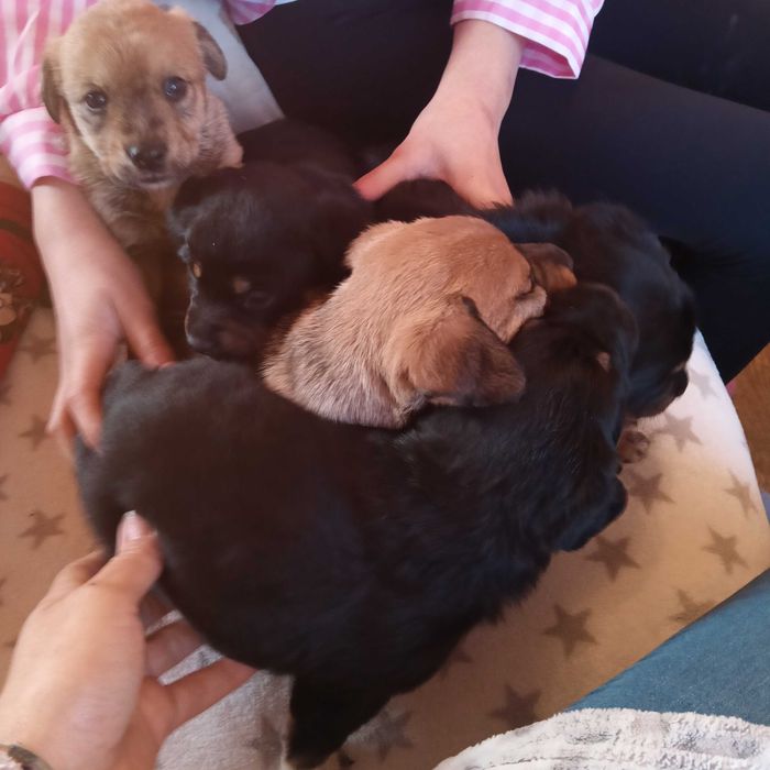 Oddam pieski w dobre ręce