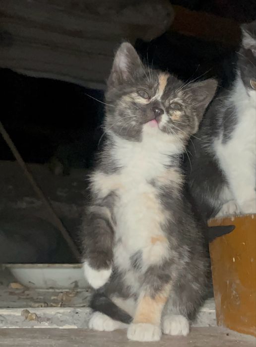 Віддам в добрі руки