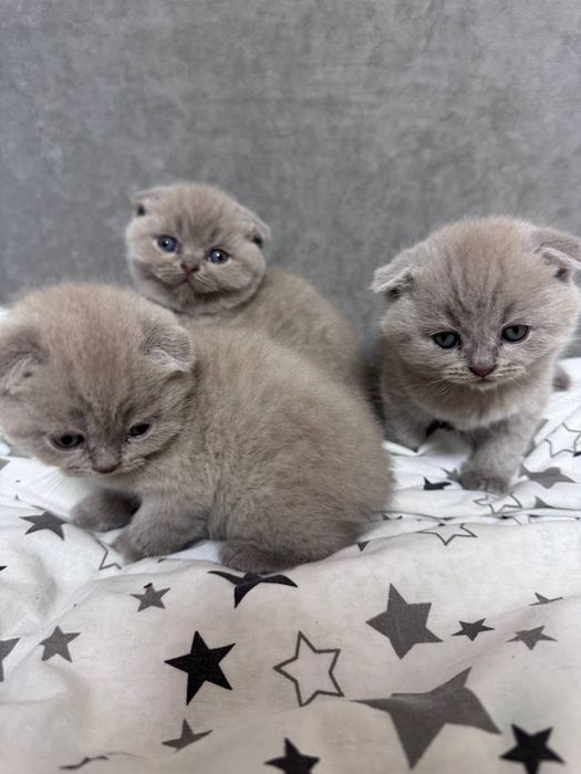 Шотландські кошенята.