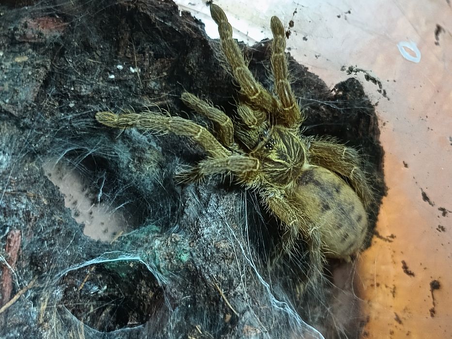 Pterinochilus lugardi