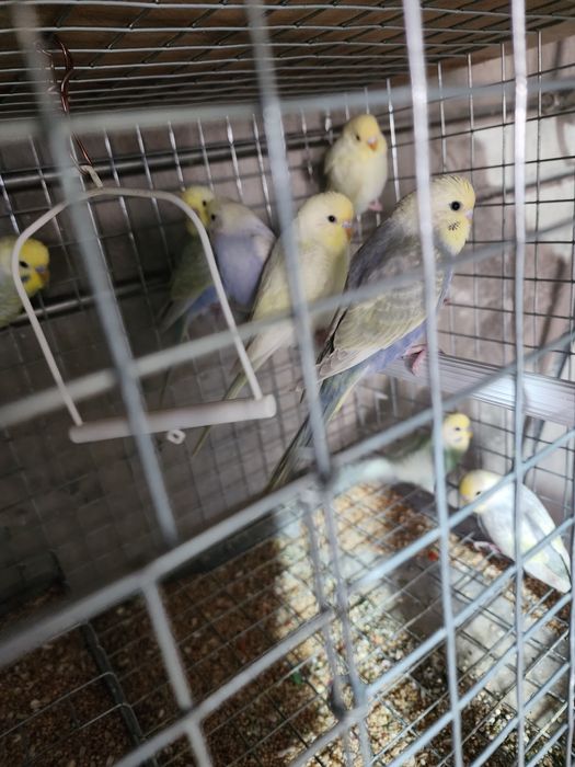 Piriquitos australianos arco íris mutações de 2025