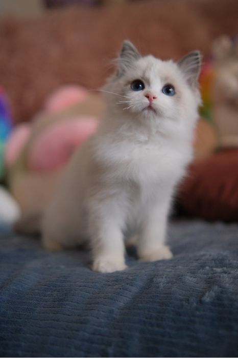Kotka Ragdoll oryginalny rodowód