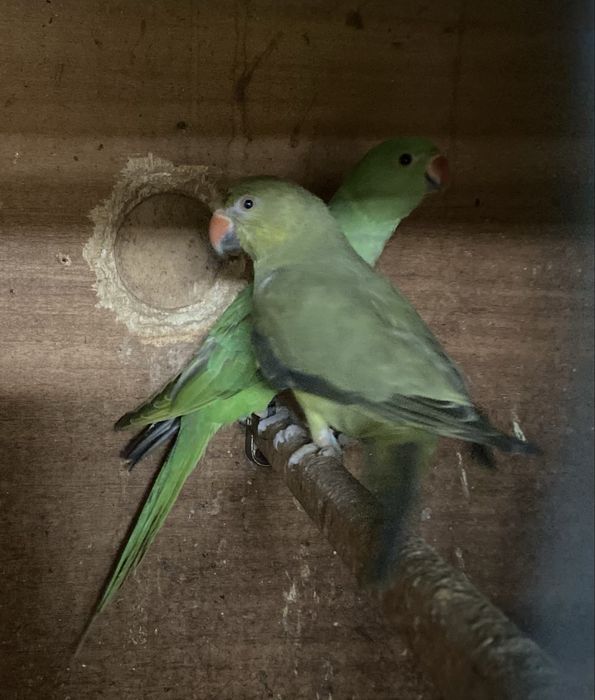 Ring Neches casal