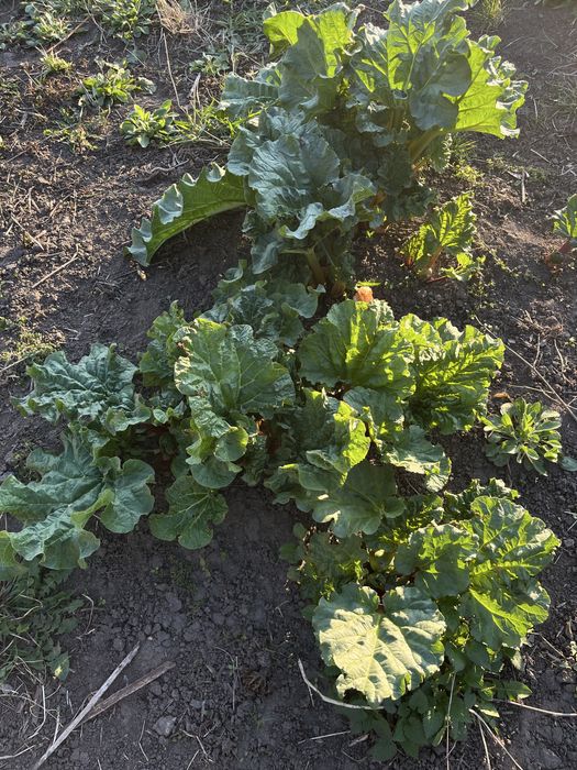 Садженці ревеню (великі)