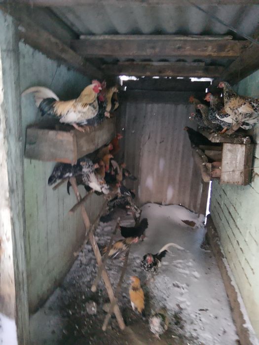 Продам карликових курей..