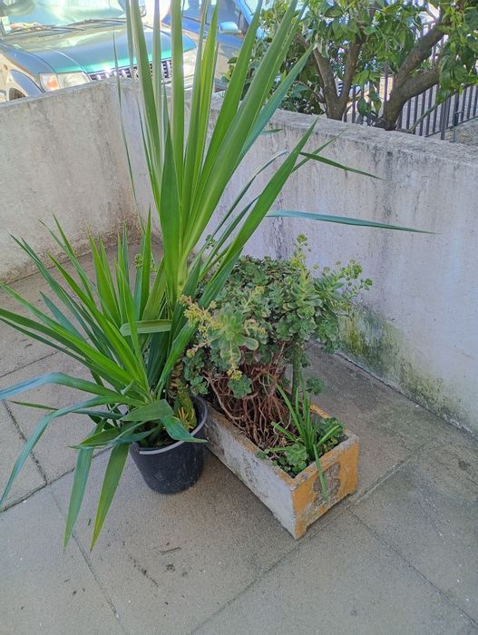 Vendo  plantas. Com o nome yucca ou agulha de Adão.