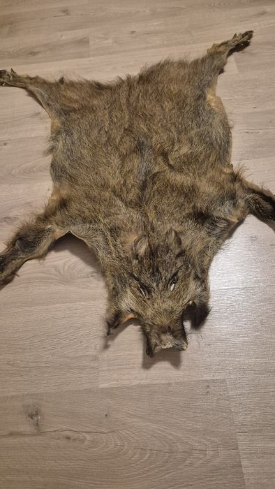 Skóra z dzika naturalna