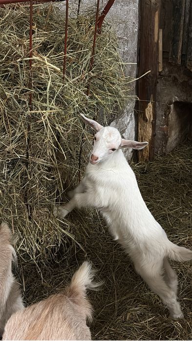 Koza kozioł koziołki małe