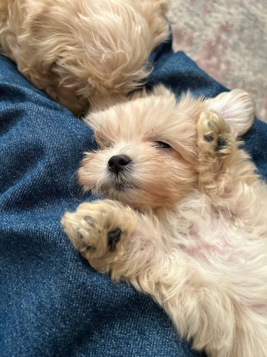 Мальтіпу супер міні (карамель)