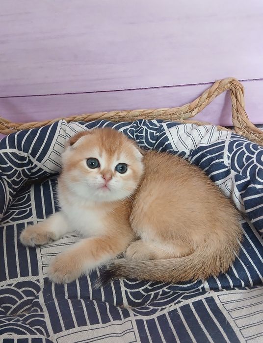 Котики золотої шиншили в пошуках родини