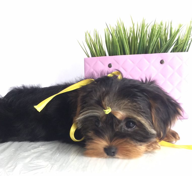 Йорки неймовірні