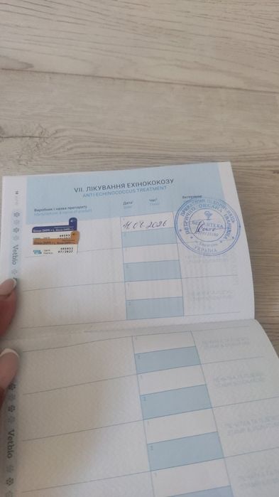 собаки лабладори