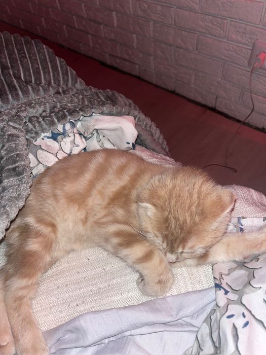 Вязка шотландського кота