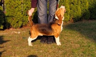 Piękny pies Beagle z rodowodem