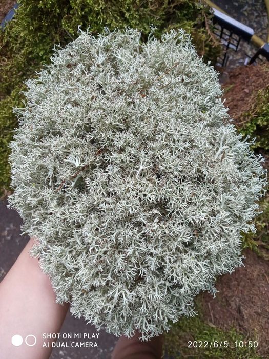 Живой мох для улиток и цветов!