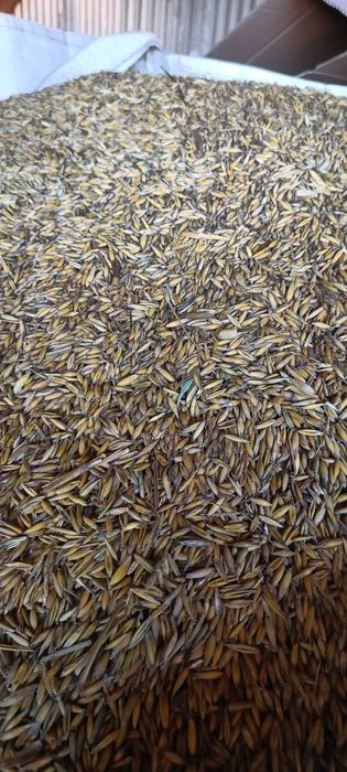 Owies Monsun z tegorocznych żniw