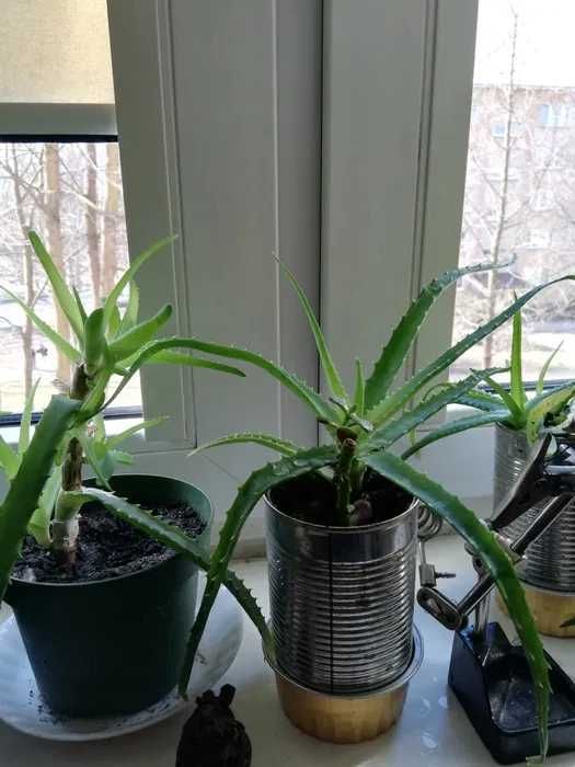 Kwiaty Doniczkowe- Mięta. Aloes. Drzewko. Szczęścia- grubosz zamiana