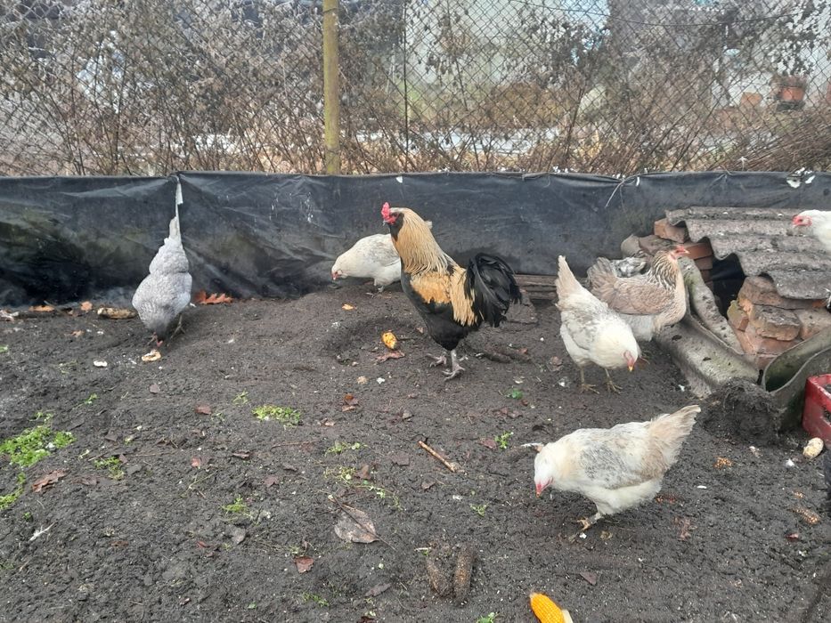 Jaja lęgowe araukana ogonisty