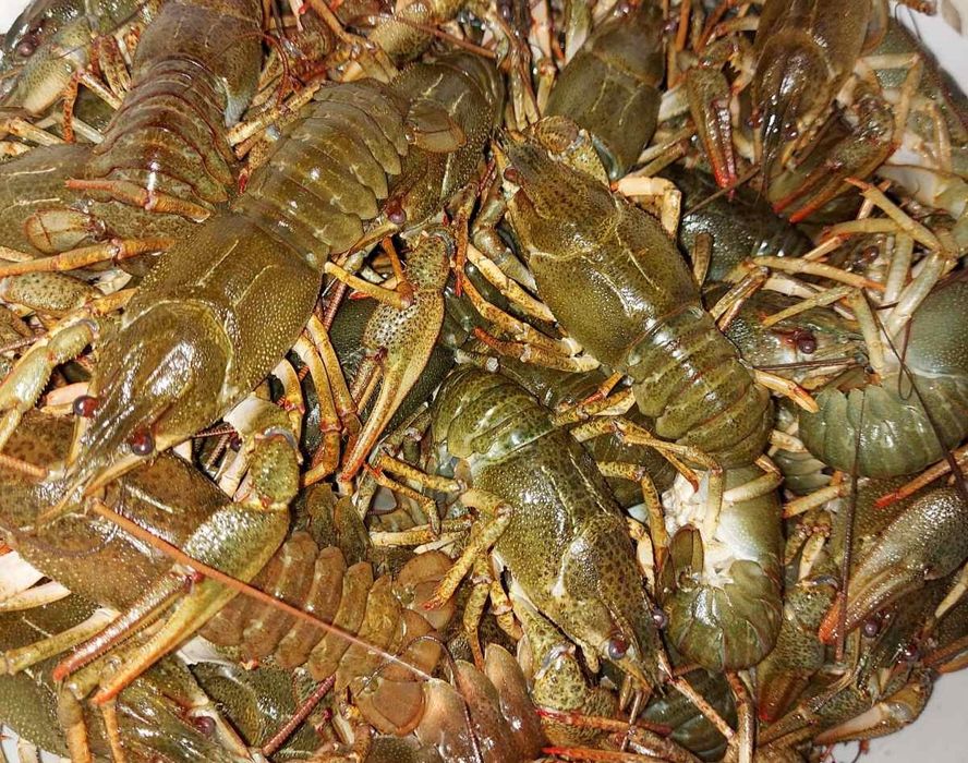 Живі раки всіх розмірів