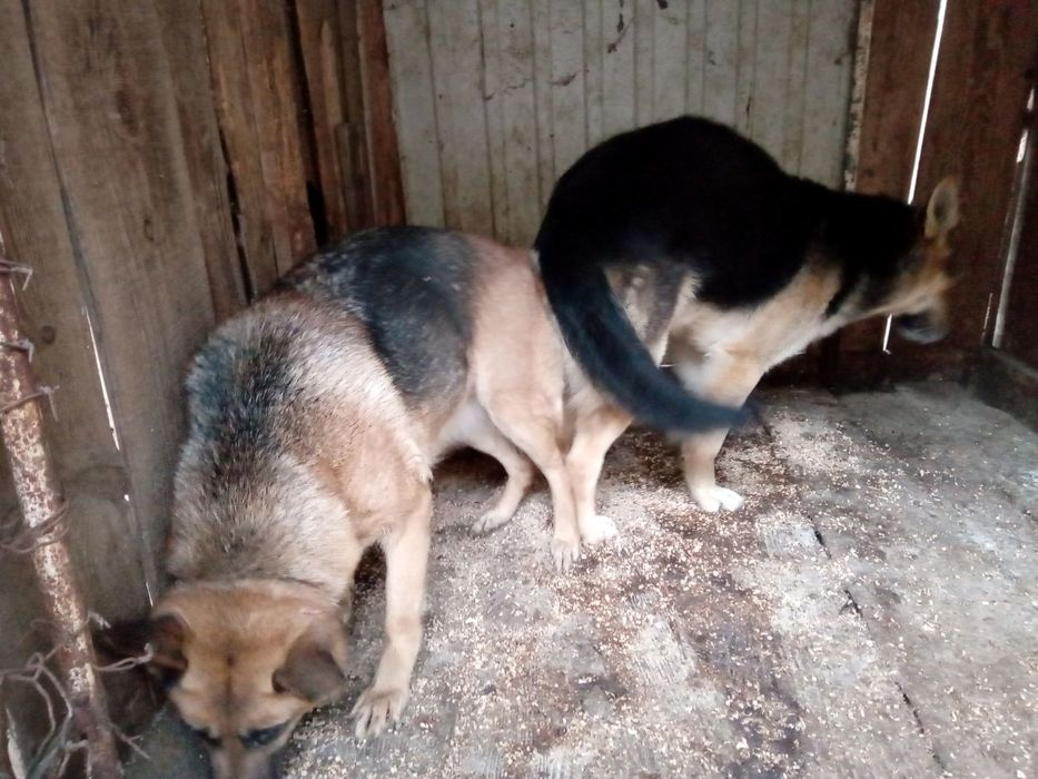 Продам вівчарки чистокровні