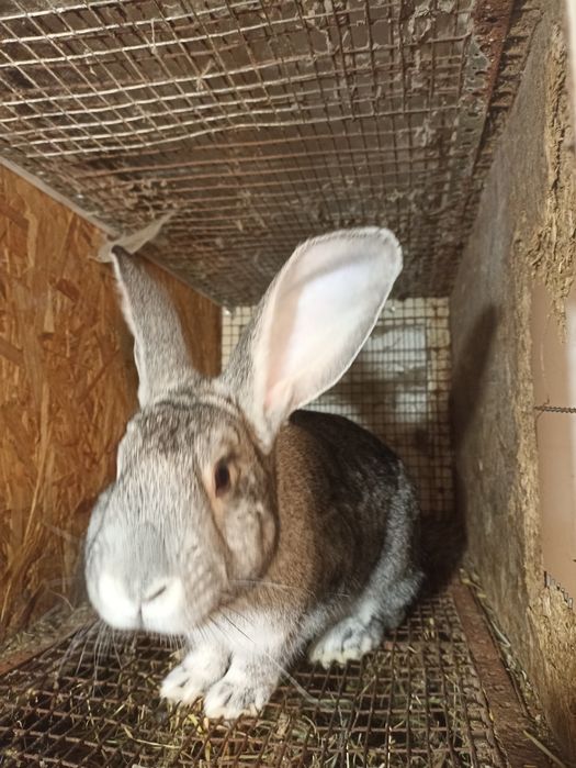 Продаю кролі різних порід