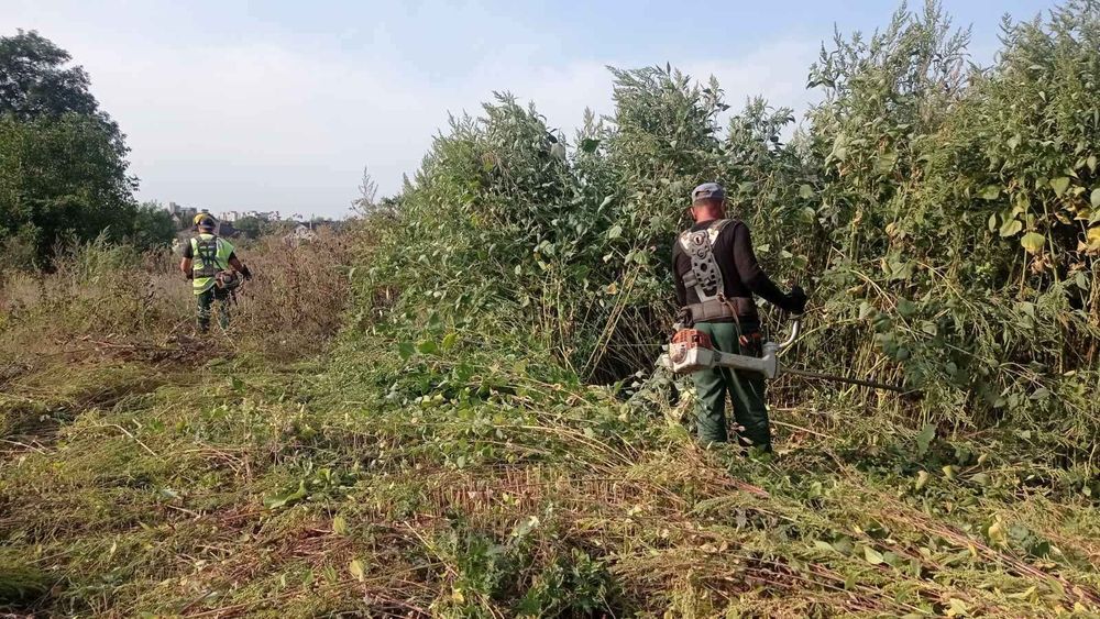 Спил дерев, розчистка садової ділянки