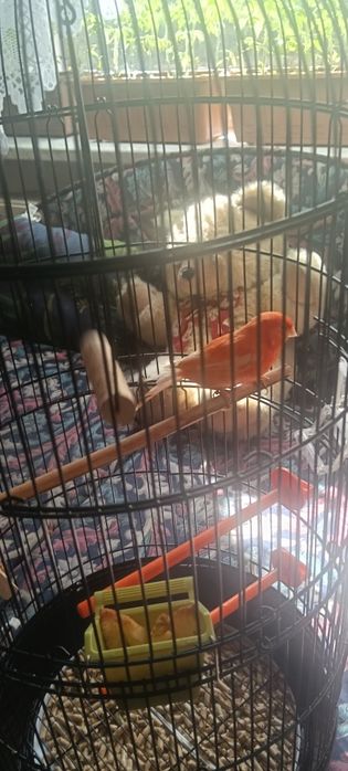 Kanarek samiec sprzedam