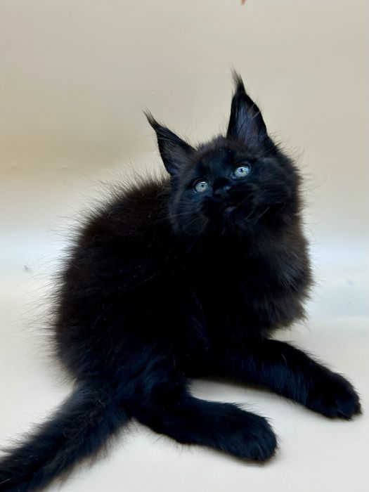 Мейн кун девочка