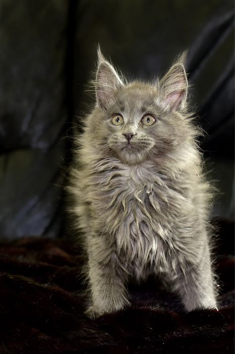 Котята Мaine Coon