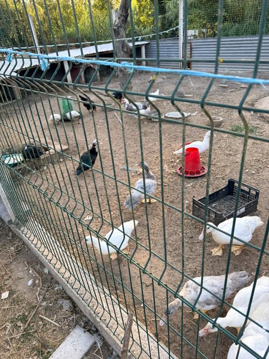 Patos e Galinhas
