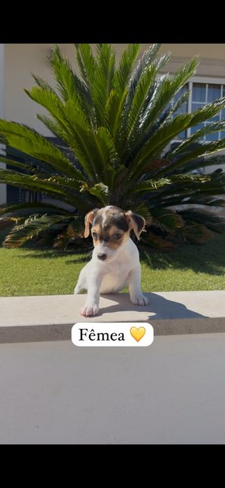Jack Russell fêmea