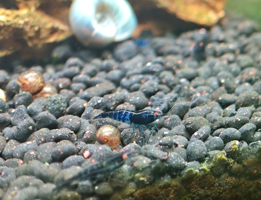 Camarão neocaridina olhos laranja