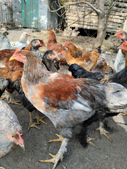 Продаються гарні півні для розведення