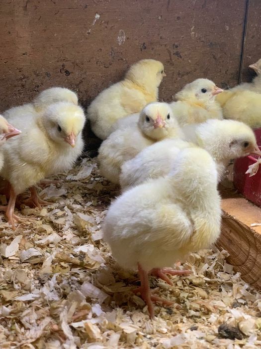 Продам курчата бройлери