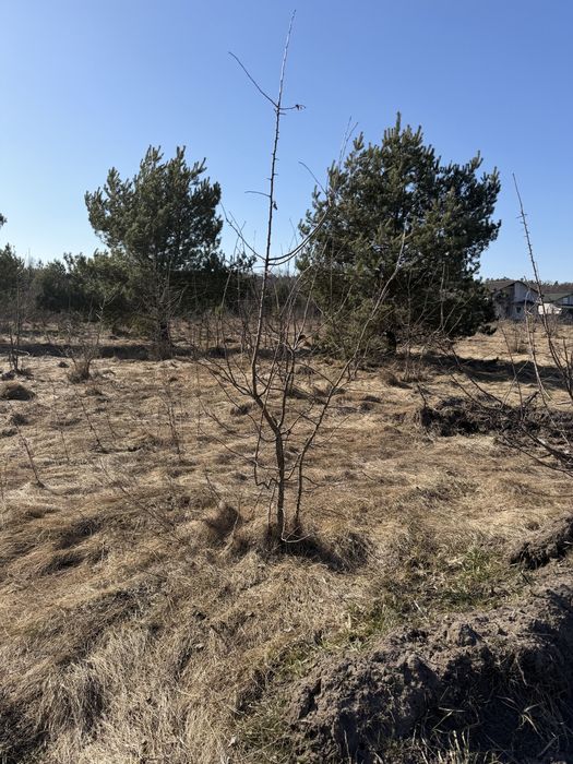 Оліївка вул Вишпільська продаж ділянки 8 с під забудову