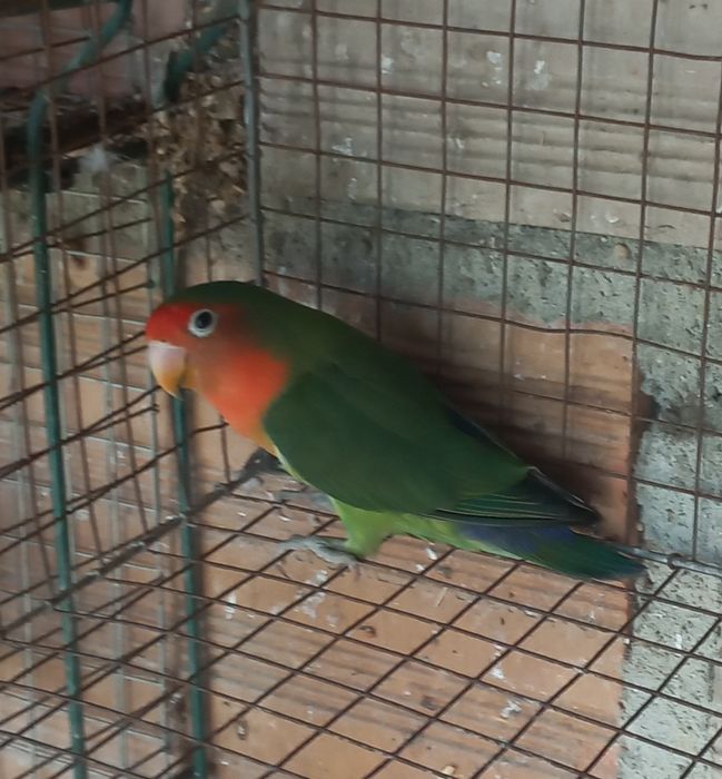 Fisher  para venda  ou troca